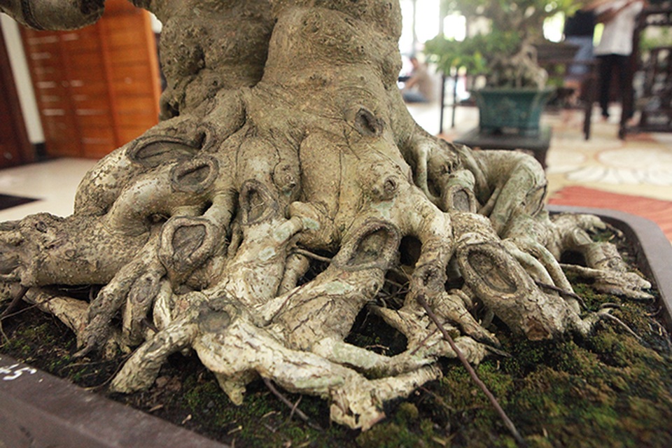 Sanh huynh đệ đặt trong nhà mà có giá cả một gia tài - 9