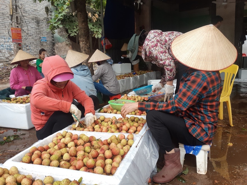 Phá kỷ lục 60 năm, Bắc Giang thu hơn 6.000 tỷ đồng từ quả vải - 2 Phá kỷ lục 60 năm, Bắc Giang thu hơn 6.000 tỷ đồng từ quả vải - 2