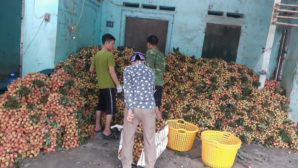 Phá kỷ lục 60 năm, Bắc Giang thu hơn 6.000 tỷ đồng từ quả vải - 3 Phá kỷ lục 60 năm, Bắc Giang thu hơn 6.000 tỷ đồng từ quả vải - 3