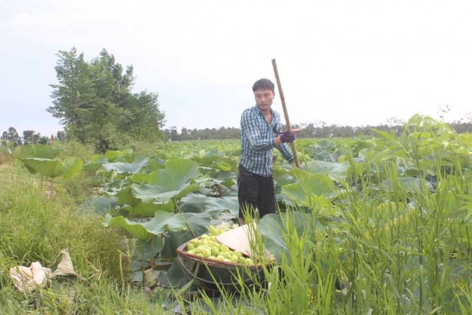 Khởi nghiệp từ trồng sen - 2