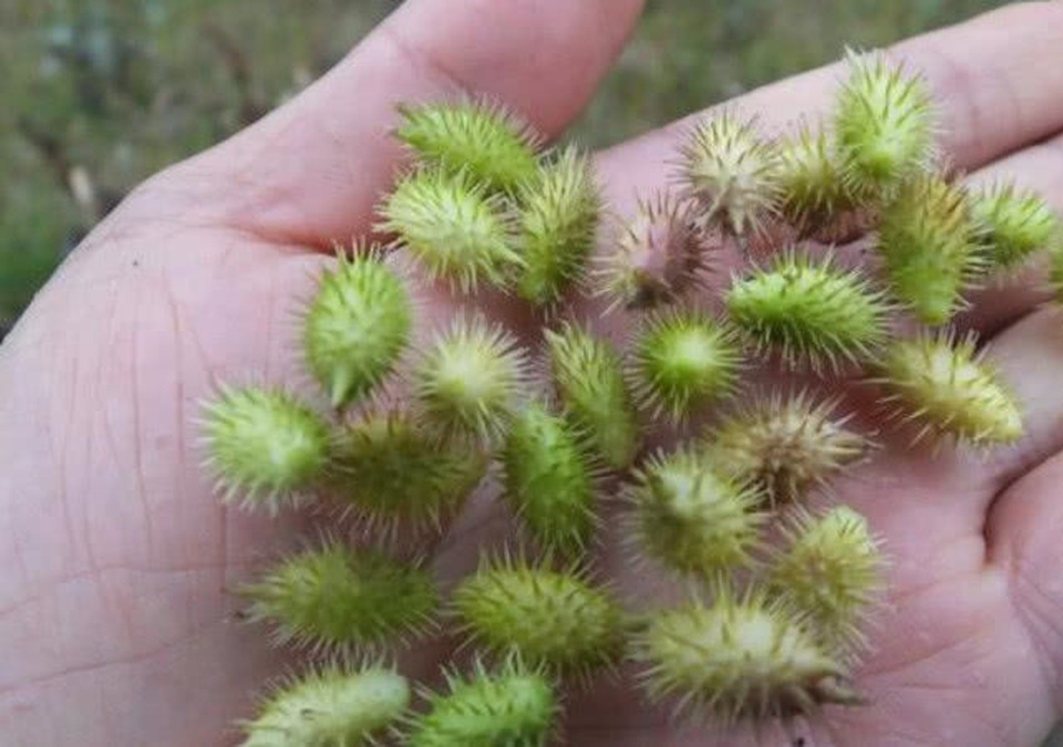 Quả dại đáng ghét ở Việt Nam, Trung Quốc chế thành thảo dược đắt đỏ - 5