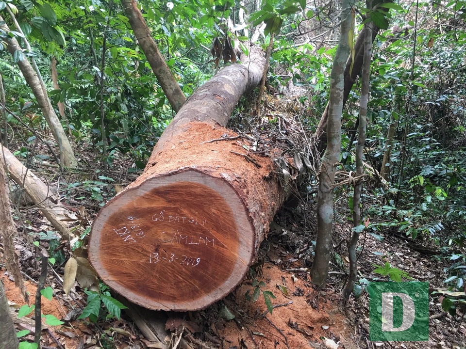 Vụ phá rừng gỗ quý tại rừng di sản: Kết luận bất ngờ của UBKT Tỉnh ủy Quảng Bình - 2 Vụ phá rừng gỗ quý tại rừng di sản: Kết luận bất ngờ của UBKT Tỉnh ủy Quảng Bình - 2