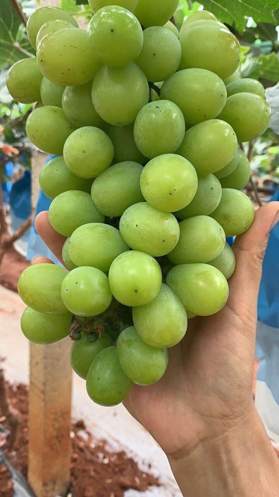 Bán cây nho lạ có quả mọc từ thân, giá 3 triệu đồng vẫn “cháy hàng” - 4 Bán cây nho lạ có quả mọc từ thân, giá 3 triệu đồng vẫn “cháy hàng” - 4