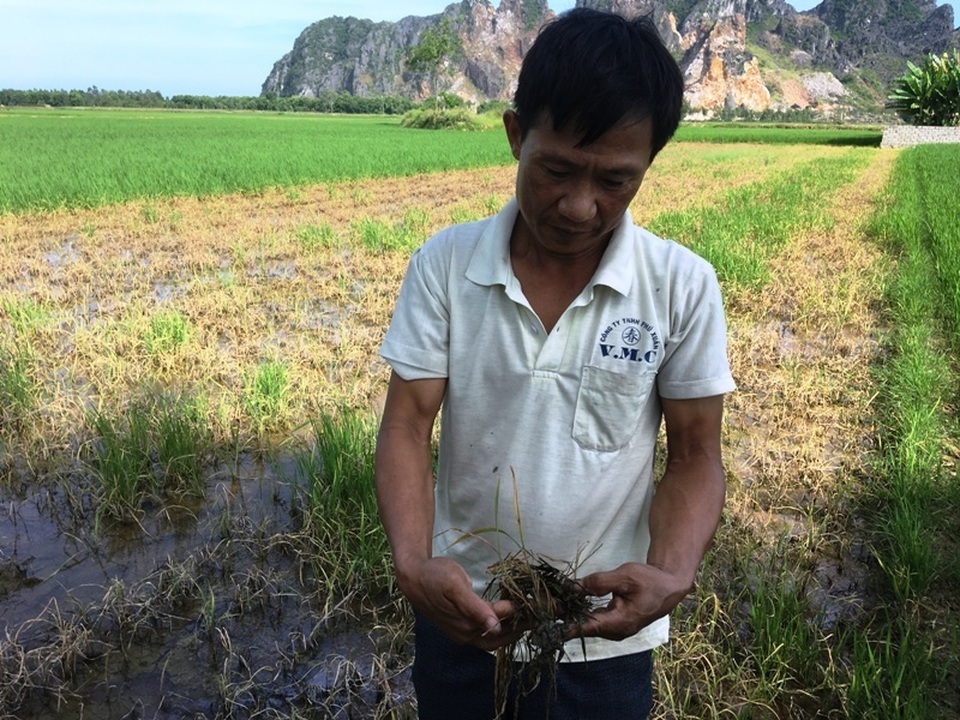 Nhiều hộ dân điêu đứng vì lúa chết sau khi phun thuốc trừ cỏ - 3 Nhiều hộ dân điêu đứng vì lúa chết sau khi phun thuốc trừ cỏ - 3