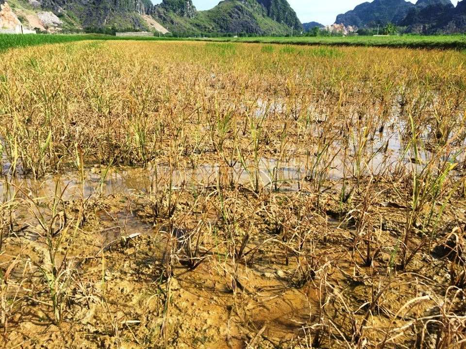 Nhiều hộ dân điêu đứng vì lúa chết sau khi phun thuốc trừ cỏ - 1 Nhiều hộ dân điêu đứng vì lúa chết sau khi phun thuốc trừ cỏ - 1