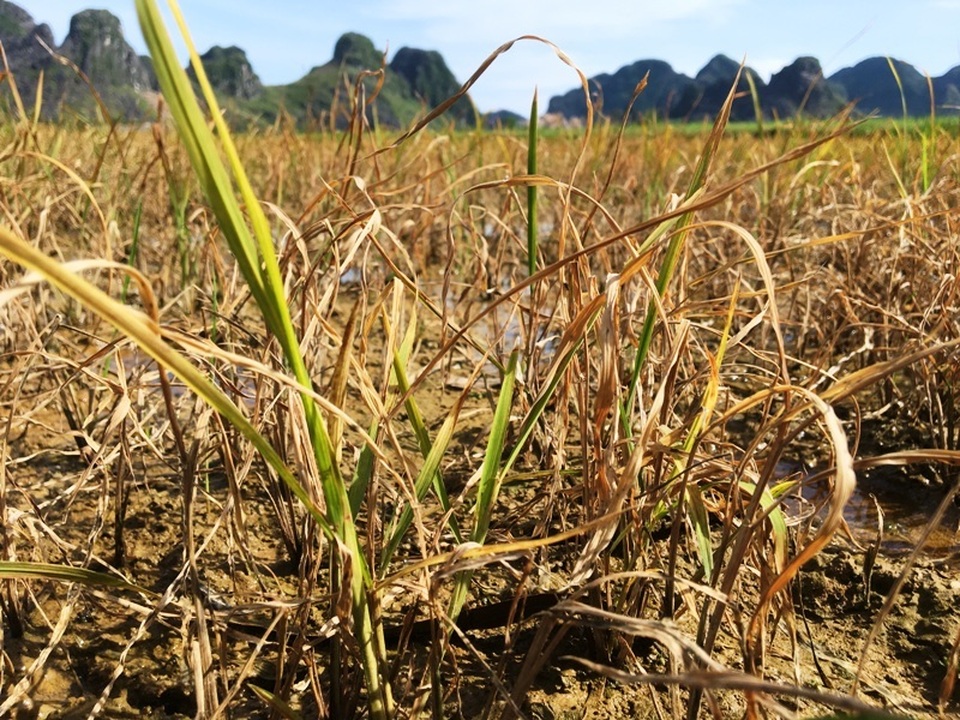 Nhiều hộ dân điêu đứng vì lúa chết sau khi phun thuốc trừ cỏ - 5 Nhiều hộ dân điêu đứng vì lúa chết sau khi phun thuốc trừ cỏ - 5