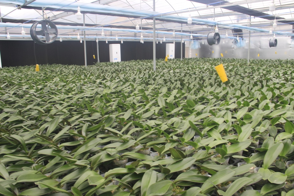 Lan hồ điệp được trồng thành công trên đỉnh núi hơn 1.000 m bằng công nghệ cao - 3