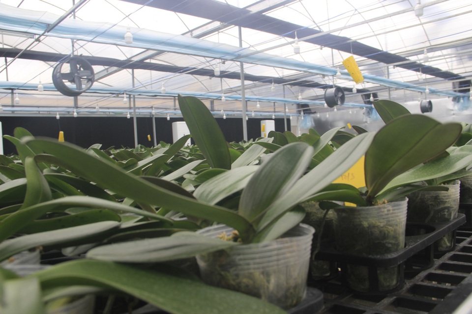 Lan hồ điệp được trồng thành công trên đỉnh núi hơn 1.000 m bằng công nghệ cao - 7