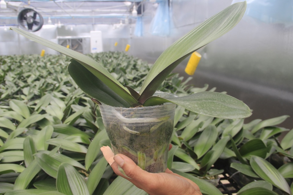 Lan hồ điệp được trồng thành công trên đỉnh núi hơn 1.000 m bằng công nghệ cao - 5