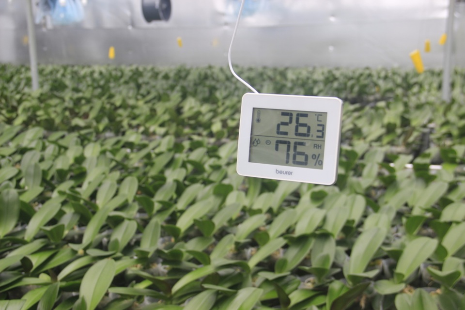 Lan hồ điệp được trồng thành công trên đỉnh núi hơn 1.000 m bằng công nghệ cao - 4