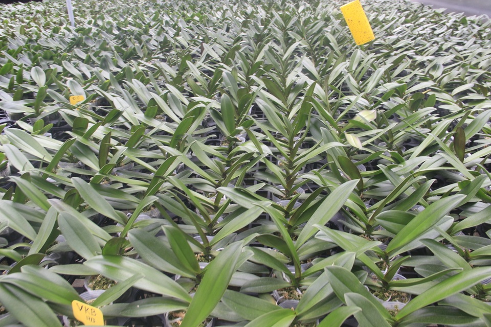 Lan hồ điệp được trồng thành công trên đỉnh núi hơn 1.000 m bằng công nghệ cao - 2