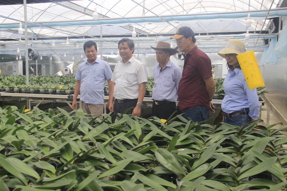 Lan hồ điệp được trồng thành công trên đỉnh núi hơn 1.000 m bằng công nghệ cao - 