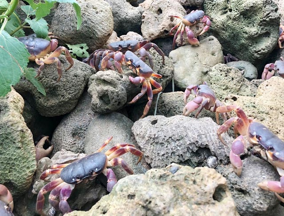 Nhanh tay, tinh mắt cầm đèn đi vạch đá săn cua đặc sản ở đảo An Bình - 11 Nhanh tay, tinh mắt cầm đèn đi vạch đá săn cua đặc sản ở đảo An Bình - 11