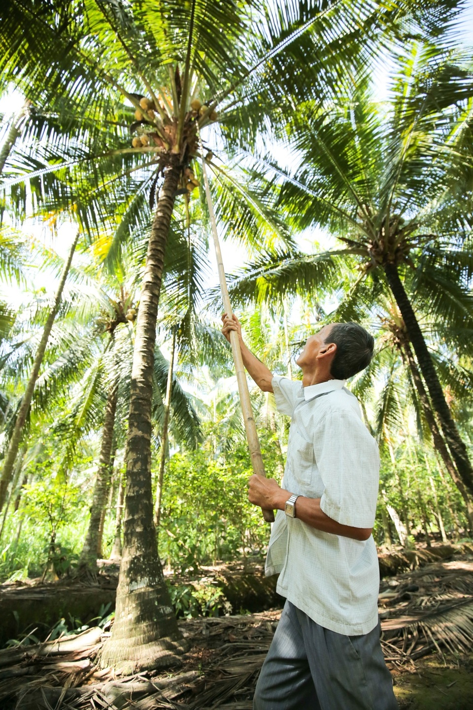 Tăng chuỗi giá trị cây dừa Việt Nam qua sản phẩm nước cốt dừa tươi - 3 Tăng chuỗi giá trị cây dừa Việt Nam qua sản phẩm nước cốt dừa tươi - 3