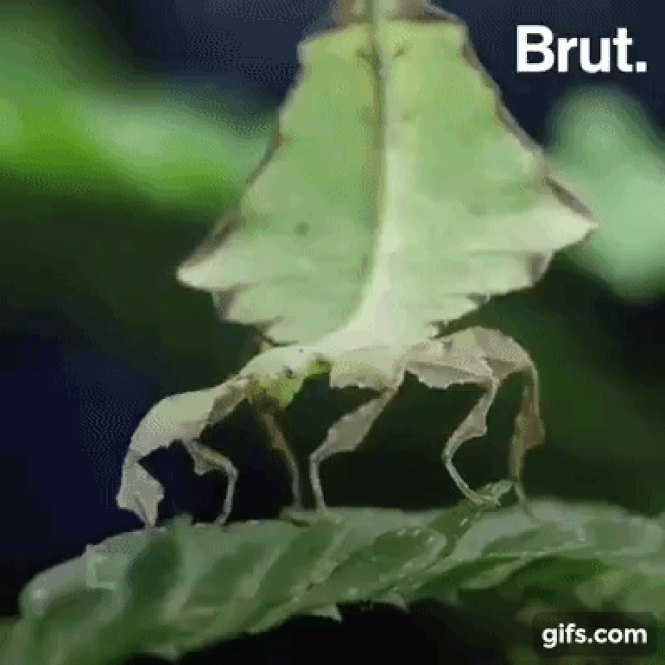 Những tuyệt kỹ ngụy trang khó tin giúp bọ que gần như “tàng hình” - 1 Những tuyệt kỹ ngụy trang khó tin giúp bọ que gần như “tàng hình” - 1