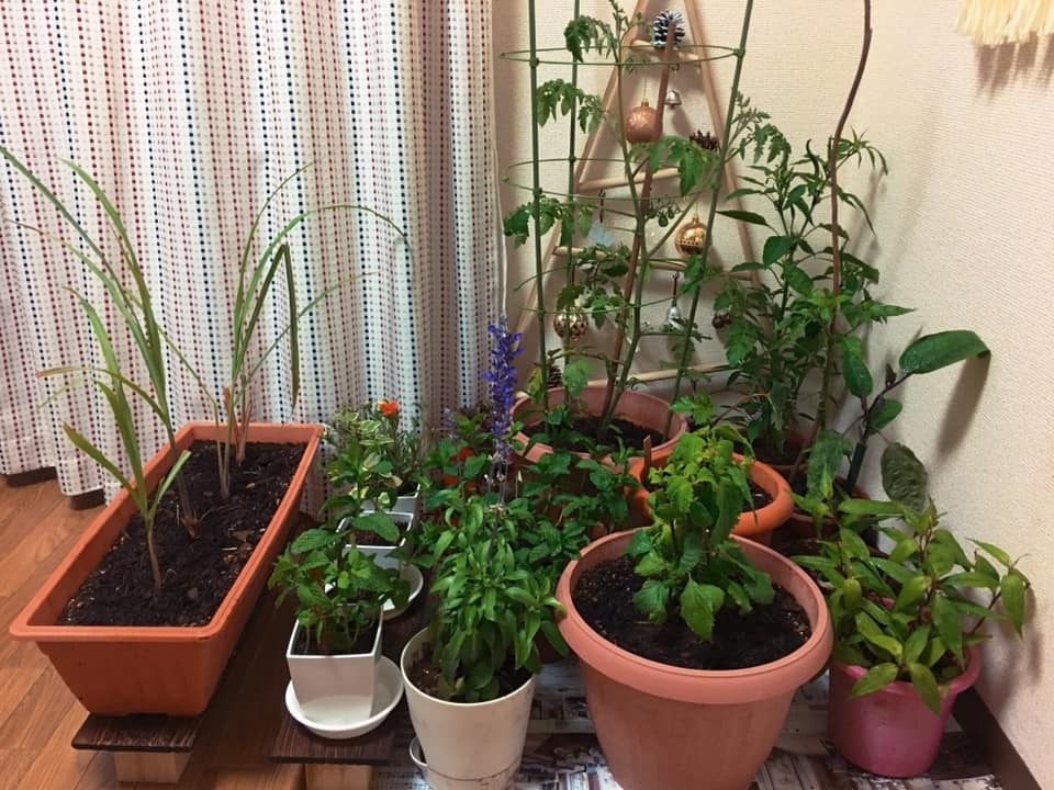 Nàng dâu Việt tiết lộ bất ngờ về cuộc sống ở Nhật - 6 Nàng dâu Việt tiết lộ bất ngờ về cuộc sống ở Nhật - 6
