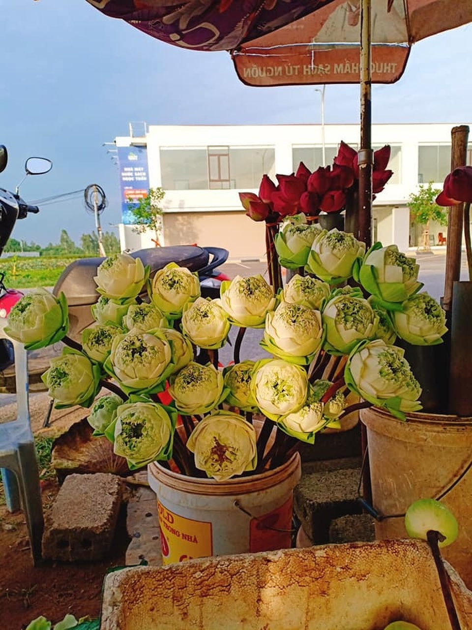 Sen quan âm, đắt gấp đôi sen thường vẫn không đủ hàng để bán - 5 Sen quan âm, đắt gấp đôi sen thường vẫn không đủ hàng để bán - 5