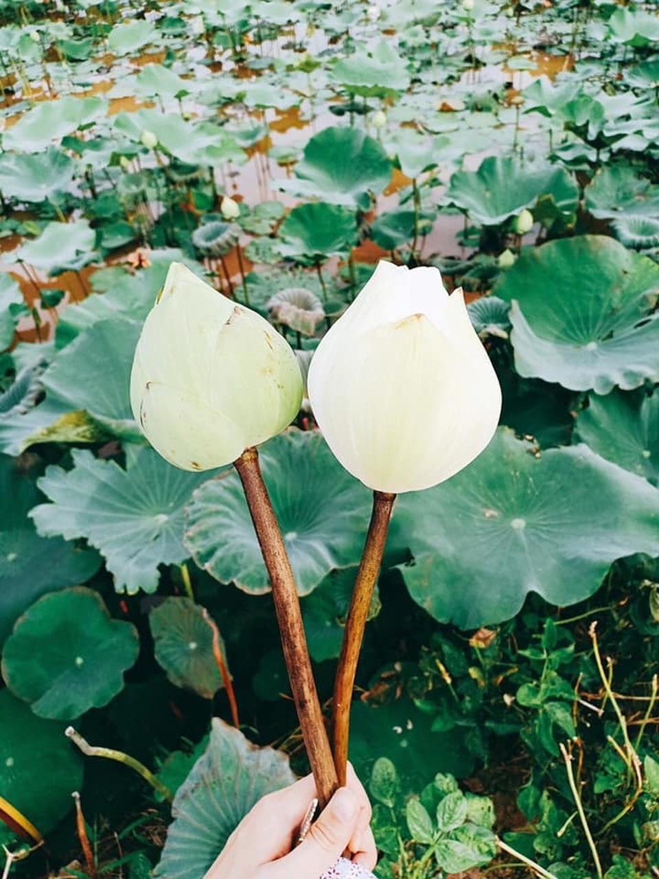 Sen quan âm, đắt gấp đôi sen thường vẫn không đủ hàng để bán - 3 Sen quan âm, đắt gấp đôi sen thường vẫn không đủ hàng để bán - 3
