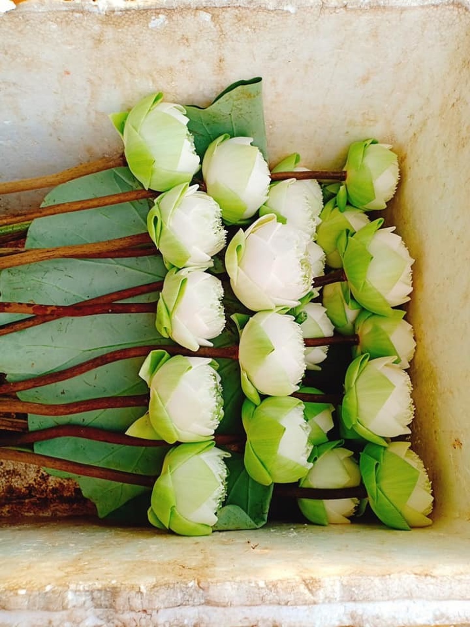 Sen quan âm, đắt gấp đôi sen thường vẫn không đủ hàng để bán - 4 Sen quan âm, đắt gấp đôi sen thường vẫn không đủ hàng để bán - 4