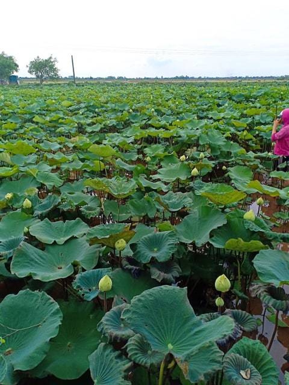 Sen quan âm, đắt gấp đôi sen thường vẫn không đủ hàng để bán - 2 Sen quan âm, đắt gấp đôi sen thường vẫn không đủ hàng để bán - 2