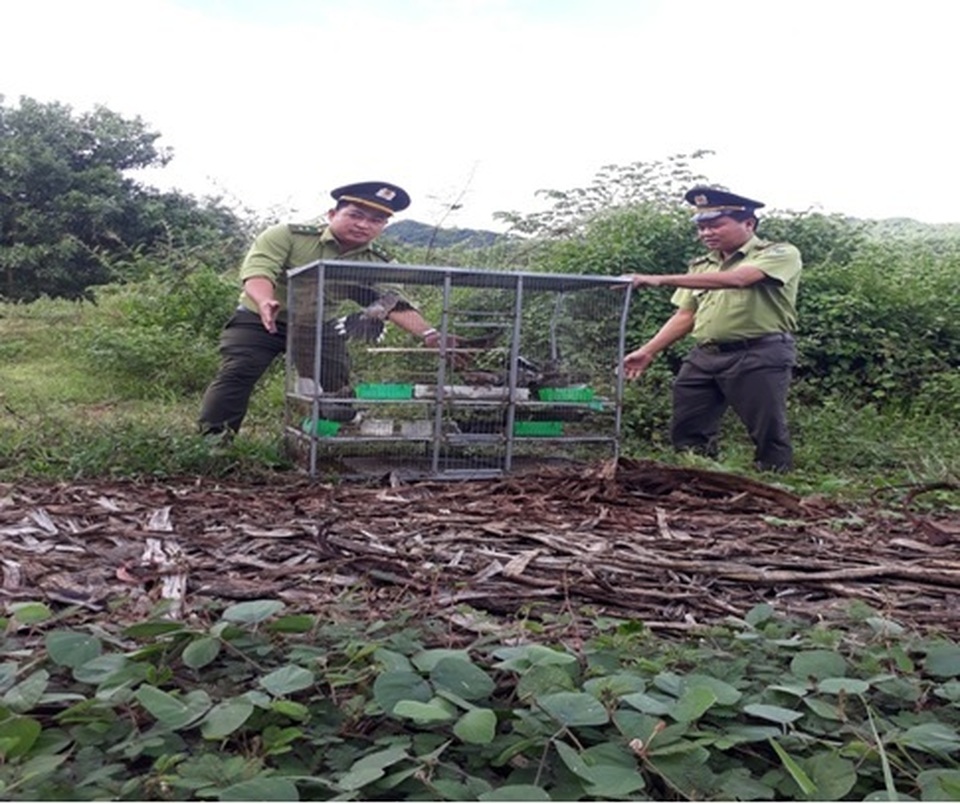 Hơn 30 cá thể chim hoang dã suýt thành món nhậu - 1 Hơn 30 cá thể chim hoang dã suýt thành món nhậu - 1