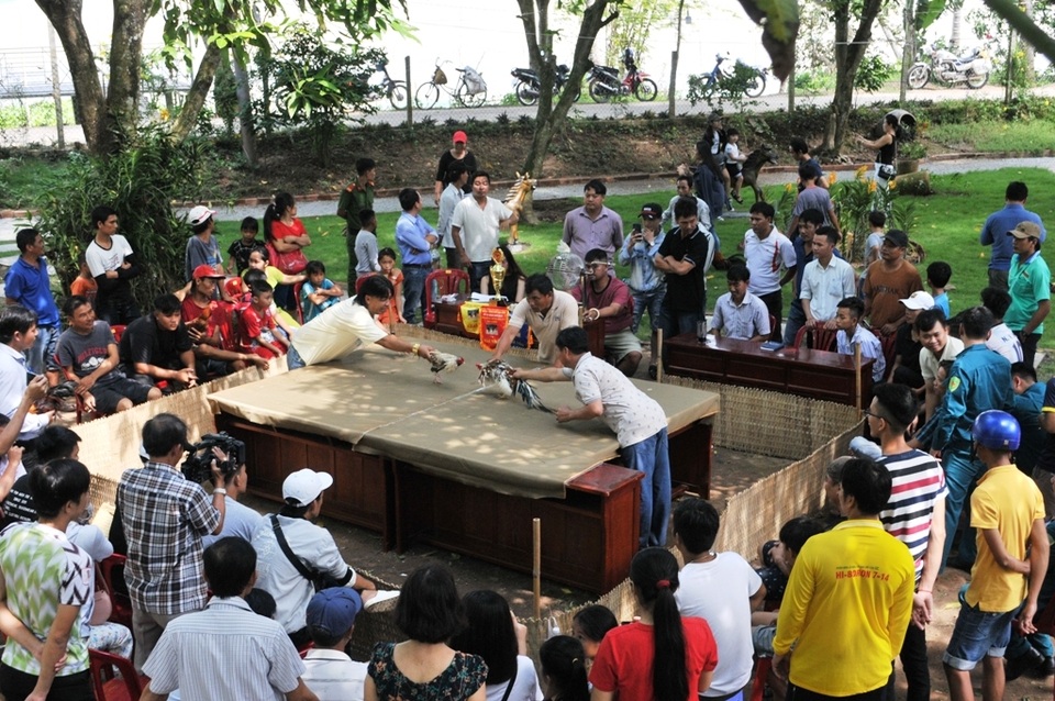 Vượt gần 300km đến Đồng Tháp… thi chọi gà truyền thống - 12 Vượt gần 300km đến Đồng Tháp… thi chọi gà truyền thống - 12
