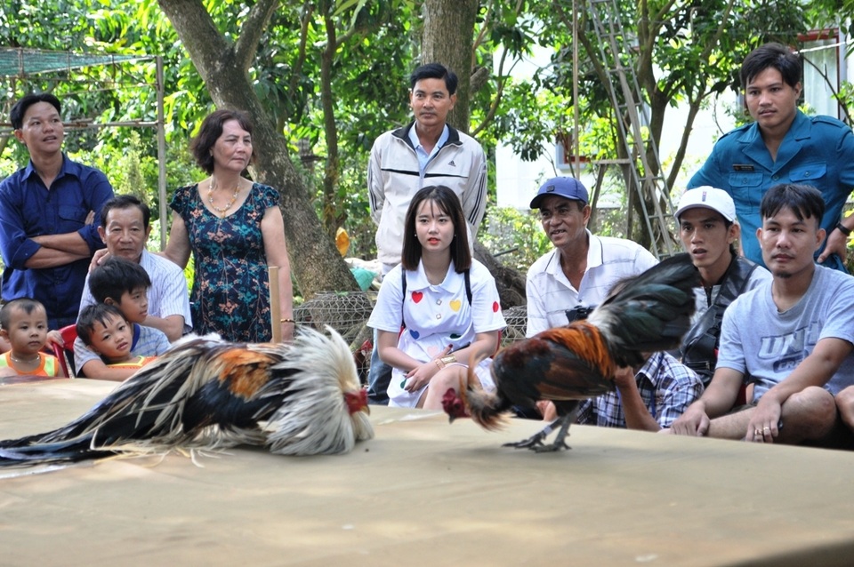 Vượt gần 300km đến Đồng Tháp… thi chọi gà truyền thống - 10 Vượt gần 300km đến Đồng Tháp… thi chọi gà truyền thống - 10