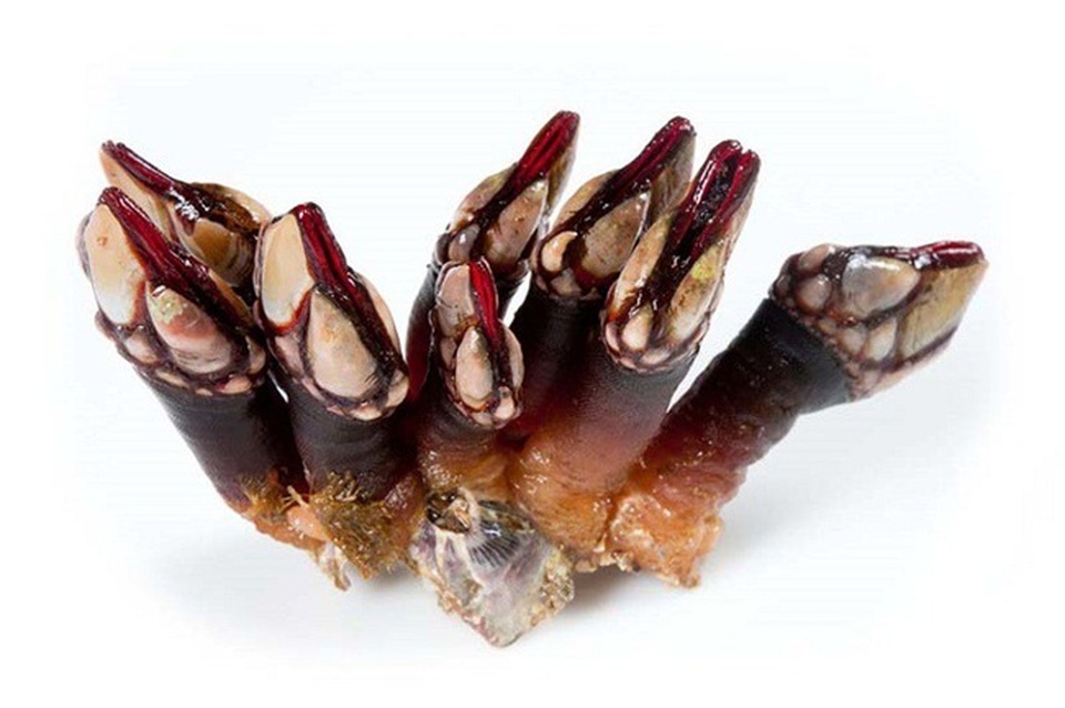 Trông gớm ghiếc như ngón tay quỷ, ai ngờ bán 4 triệu đồng/kg - 1