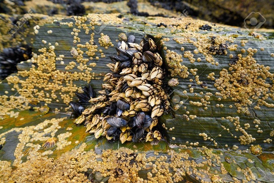 Trông gớm ghiếc như ngón tay quỷ, ai ngờ bán 4 triệu đồng/kg - 14