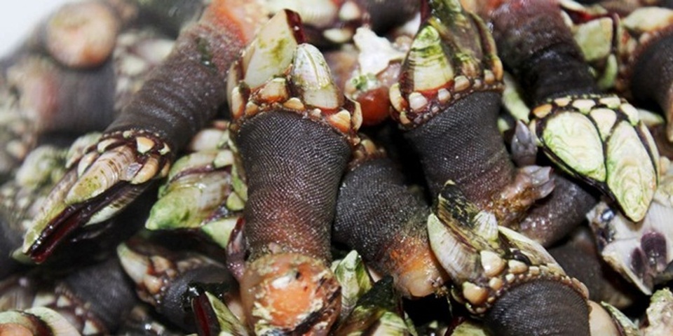 Trông gớm ghiếc như ngón tay quỷ, ai ngờ bán 4 triệu đồng/kg - 3