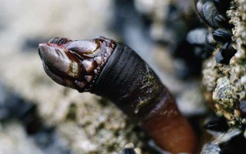 Trông gớm ghiếc như ngón tay quỷ, ai ngờ bán 4 triệu đồng/kg - 8