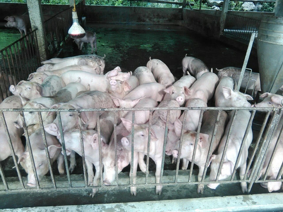 “Cơn bão” dịch tả lợn hoành hành, dân lo thiếu thịt lợn ăn Tết - 6 “Cơn bão” dịch tả lợn hoành hành, dân lo thiếu thịt lợn ăn Tết - 6