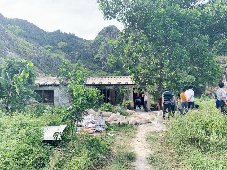 “Cơn bão” dịch tả lợn hoành hành, dân lo thiếu thịt lợn ăn Tết - 3 “Cơn bão” dịch tả lợn hoành hành, dân lo thiếu thịt lợn ăn Tết - 3