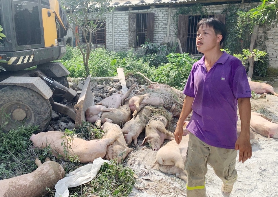 “Cơn bão” dịch tả lợn hoành hành, dân lo thiếu thịt lợn ăn Tết - 4 “Cơn bão” dịch tả lợn hoành hành, dân lo thiếu thịt lợn ăn Tết - 4