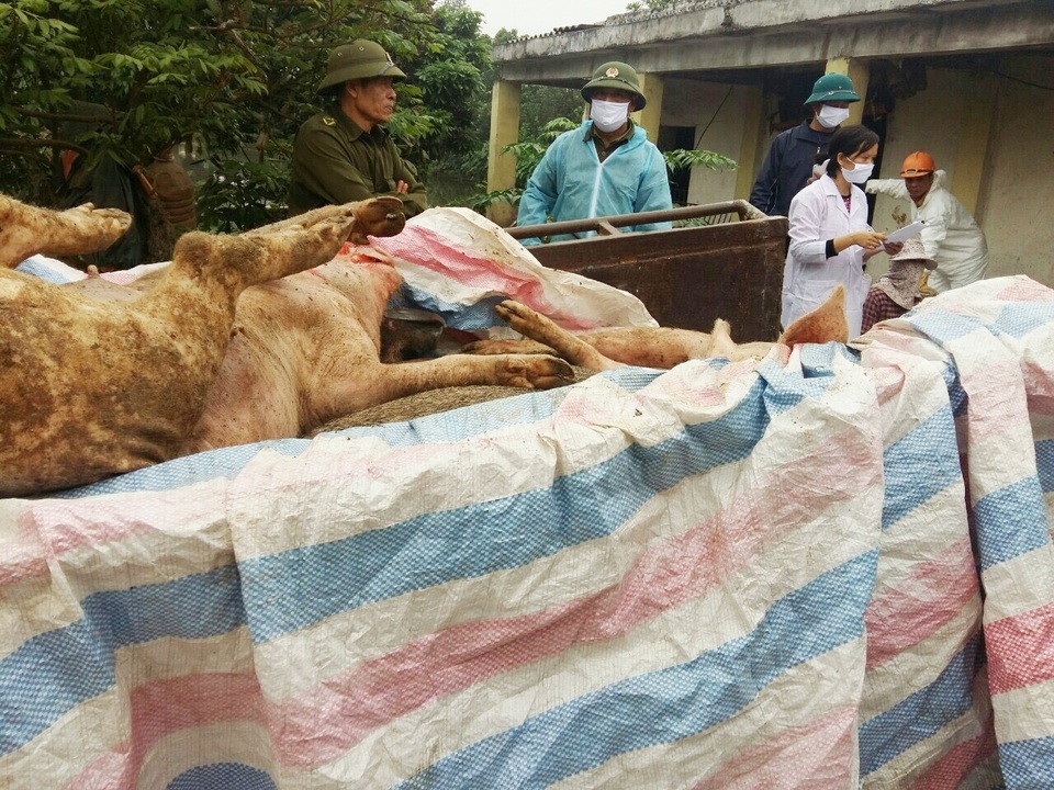 “Cơn bão” dịch tả lợn hoành hành, dân lo thiếu thịt lợn ăn Tết - 5 “Cơn bão” dịch tả lợn hoành hành, dân lo thiếu thịt lợn ăn Tết - 5