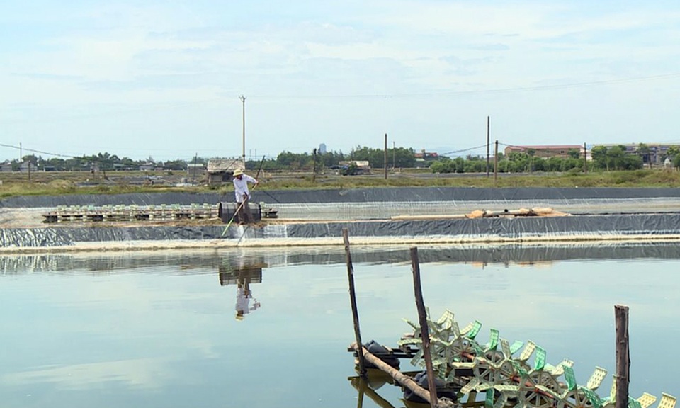 Tôm của một hộ dân đồng loạt chết, cả làng nuôi tôm lo lắng - 1