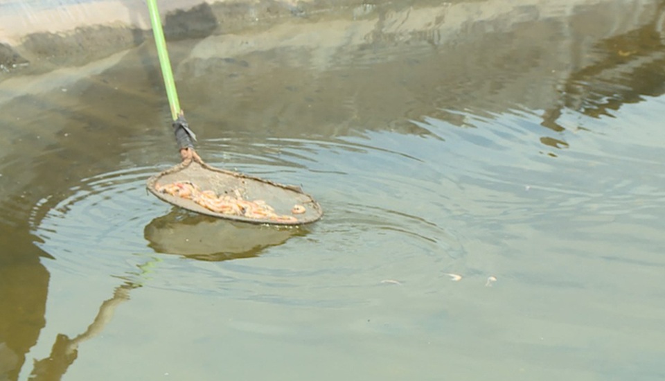 Tôm của một hộ dân đồng loạt chết, cả làng nuôi tôm lo lắng - 2