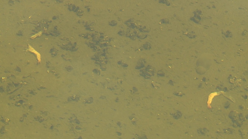 Tôm của một hộ dân đồng loạt chết, cả làng nuôi tôm lo lắng - 3