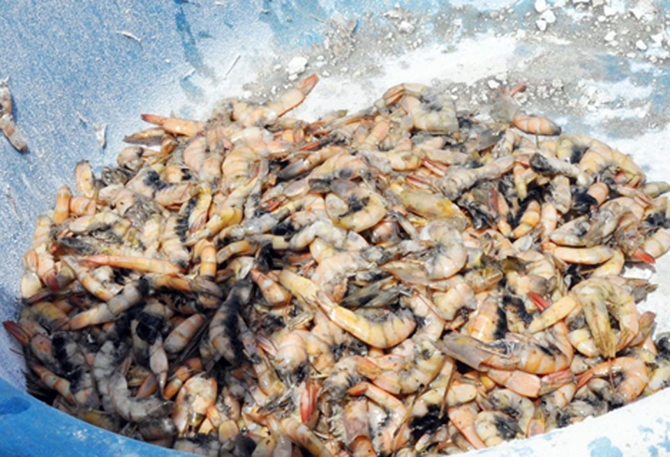 Tôm của một hộ dân đồng loạt chết, cả làng nuôi tôm lo lắng - 4