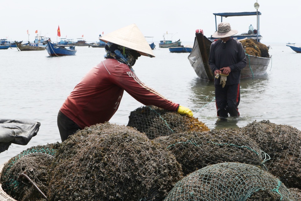 Nhọc nhằn nghề hái rong mơ ở Quảng Nam - 1 Nhọc nhằn nghề hái rong mơ ở Quảng Nam - 1