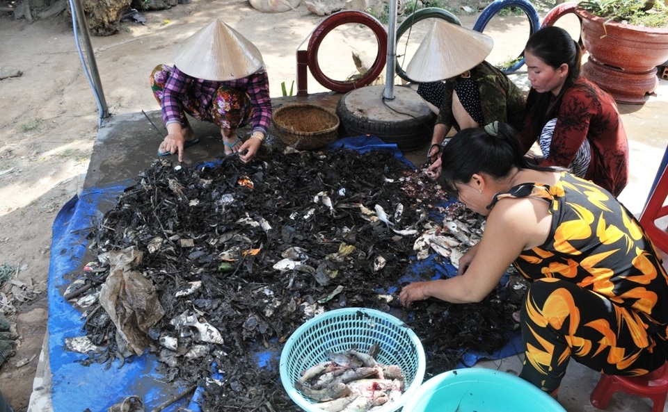 Du khách “đã mắt” với cảnh dỡ chà bắt cá của dân miền Tây - 14