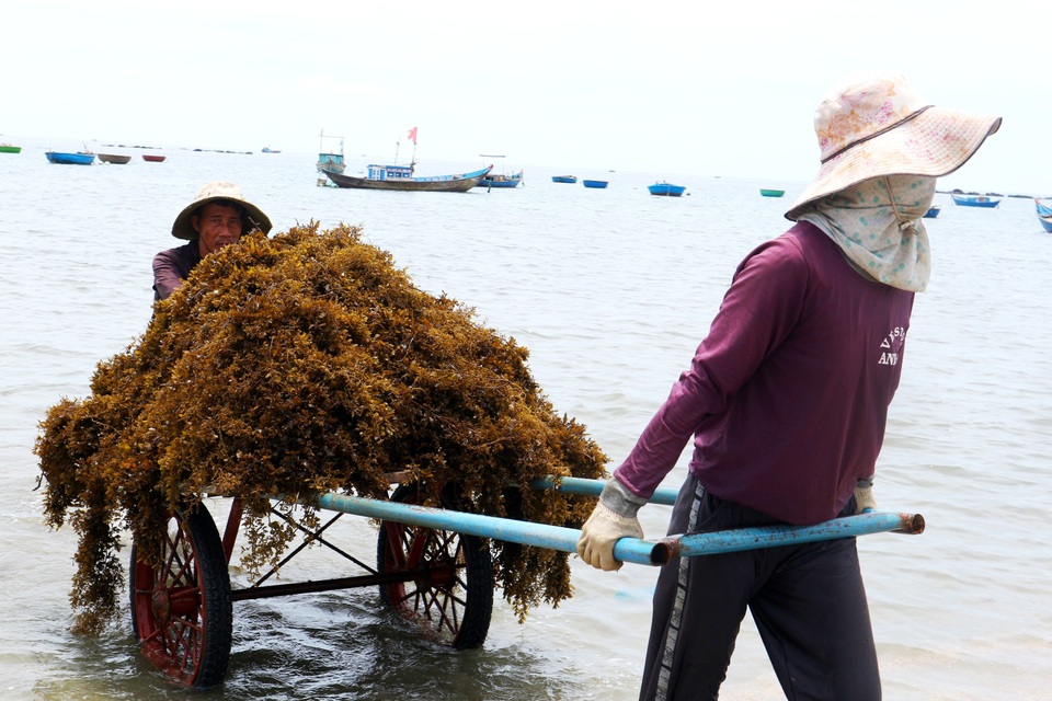 Nhọc nhằn nghề hái rong mơ ở Quảng Nam - 5 Nhọc nhằn nghề hái rong mơ ở Quảng Nam - 5