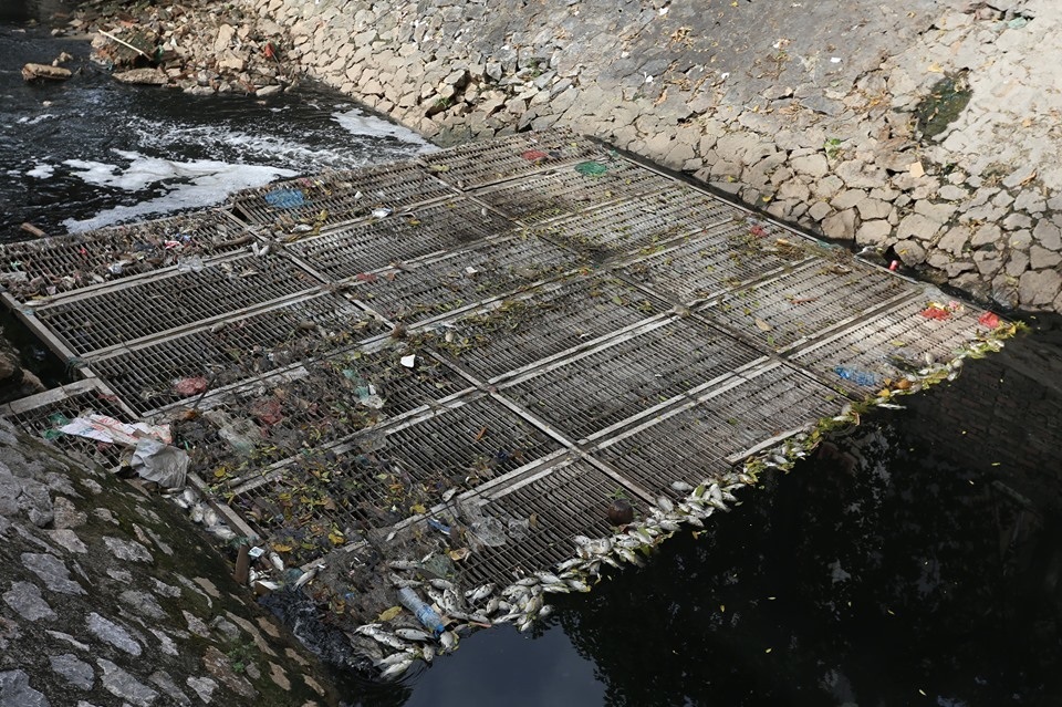 Cá chết nổi trên sông Tô Lịch sau khi dừng nhận nước từ Hồ Tây - 2 Cá chết nổi trên sông Tô Lịch sau khi dừng nhận nước từ Hồ Tây - 2