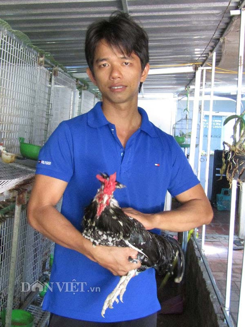 Kỹ sư điện tử bỏ về quê nuôi chim, gà độc, lạ, thu hàng trăm/năm - 3 Kỹ sư điện tử bỏ về quê nuôi chim, gà độc, lạ, thu hàng trăm/năm - 3