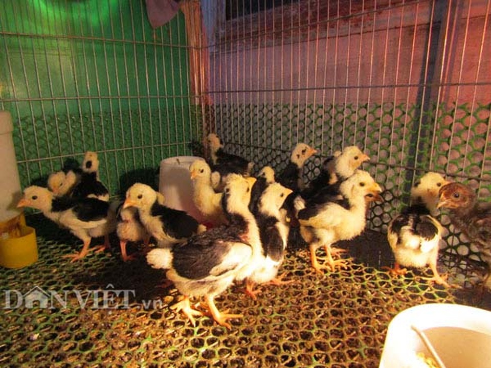 Kỹ sư điện tử bỏ về quê nuôi chim, gà độc, lạ, thu hàng trăm/năm - 4 Kỹ sư điện tử bỏ về quê nuôi chim, gà độc, lạ, thu hàng trăm/năm - 4