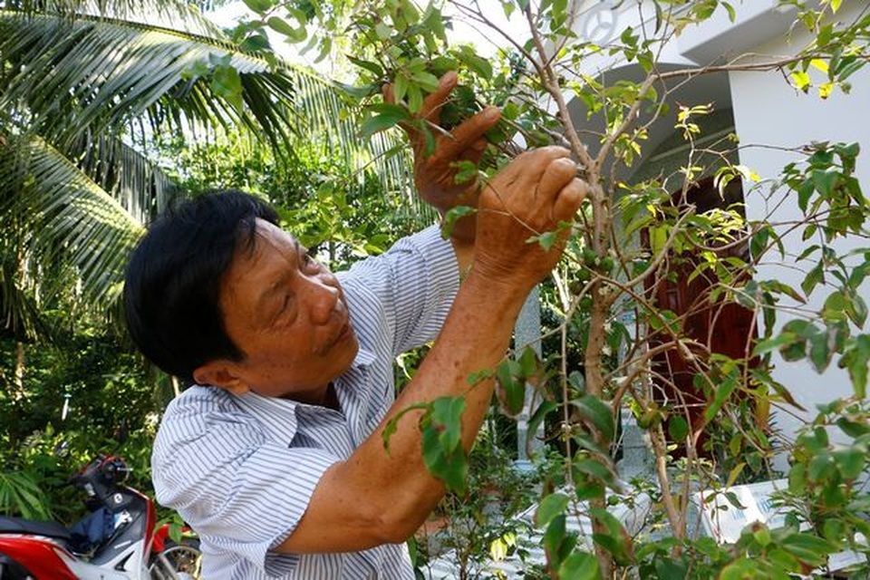Bán cây nho lạ có quả mọc từ thân, giá 3 triệu đồng vẫn “cháy hàng” - 2 Bán cây nho lạ có quả mọc từ thân, giá 3 triệu đồng vẫn “cháy hàng” - 2