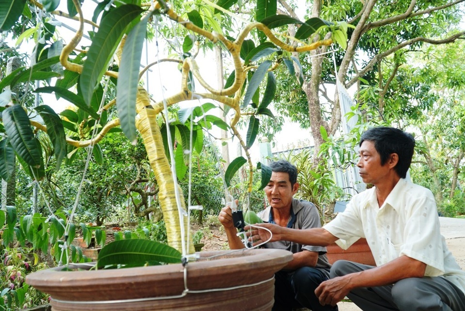 Giá chục triệu mỗi chậu xoài kiểng… nhưng vẫn đắt hàng - 2 Giá chục triệu mỗi chậu xoài kiểng… nhưng vẫn đắt hàng - 2