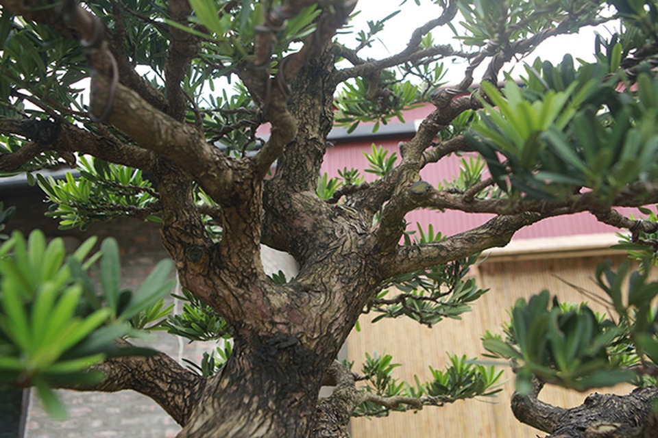 Hàng loạt “cụ” tùng la hán Nhật Bản tiền tỷ vượt biển về Việt Nam - 10 Hàng loạt “cụ” tùng la hán Nhật Bản tiền tỷ vượt biển về Việt Nam - 10