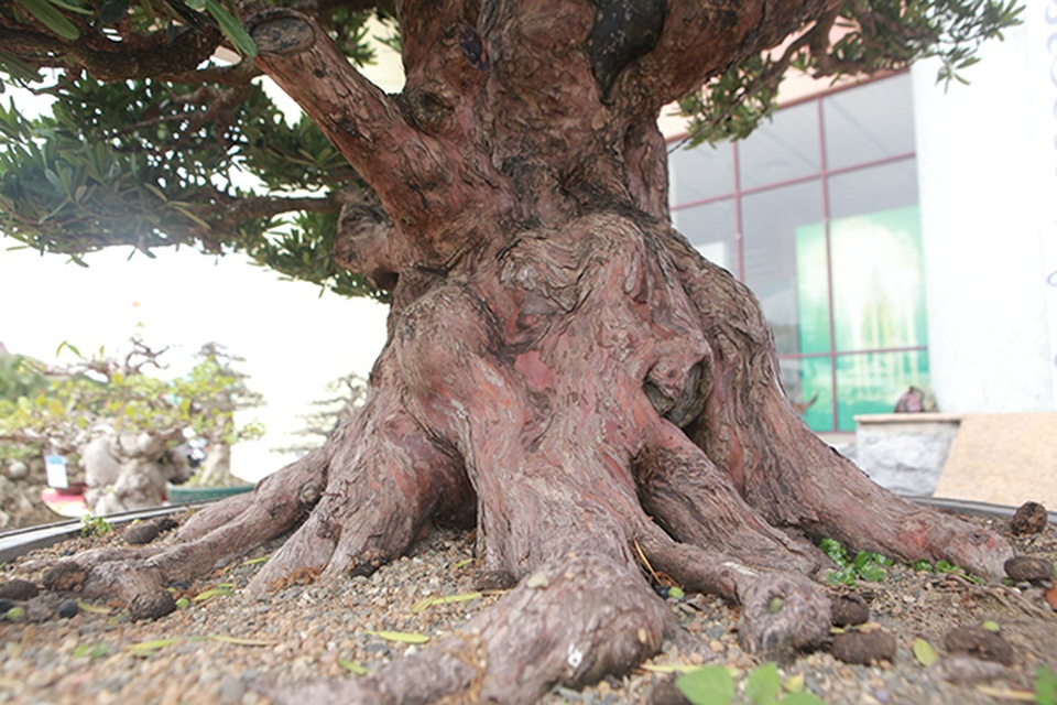Hàng loạt “cụ” tùng la hán Nhật Bản tiền tỷ vượt biển về Việt Nam - 3 Hàng loạt “cụ” tùng la hán Nhật Bản tiền tỷ vượt biển về Việt Nam - 3