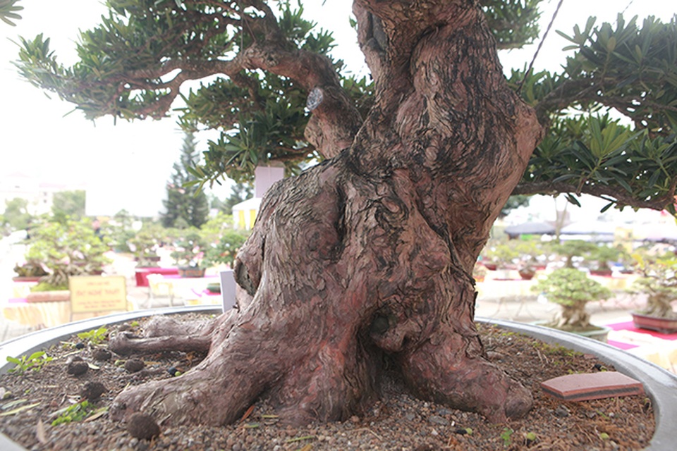 Hàng loạt “cụ” tùng la hán Nhật Bản tiền tỷ vượt biển về Việt Nam - 6 Hàng loạt “cụ” tùng la hán Nhật Bản tiền tỷ vượt biển về Việt Nam - 6